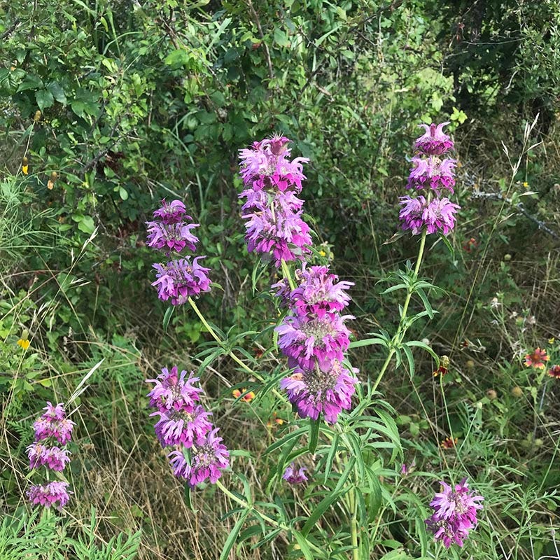 Native Partial Shade Wildflower Seed Mix