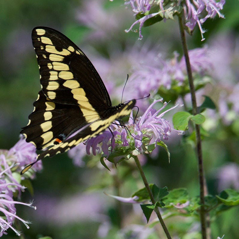 native florida wildflower seeds Native Partial Shade Wildflower Seed Mix