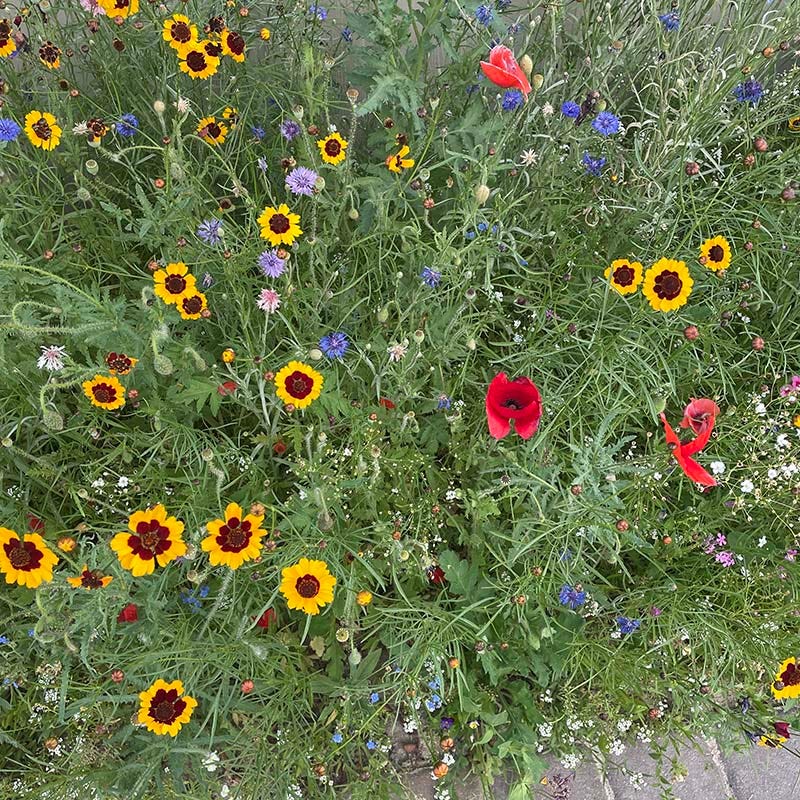 Partial Shade Wildflower Seed Mix