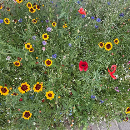 Partial Shade Wildflower Seed Mix