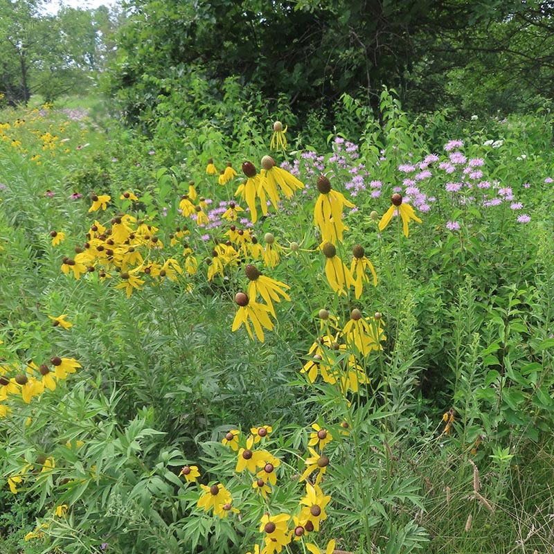 Native Partial Shade Wildflower Seed Mix