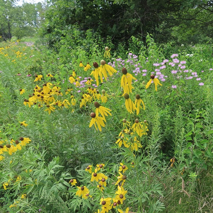 Native Partial Shade Wildflower Seed Mix