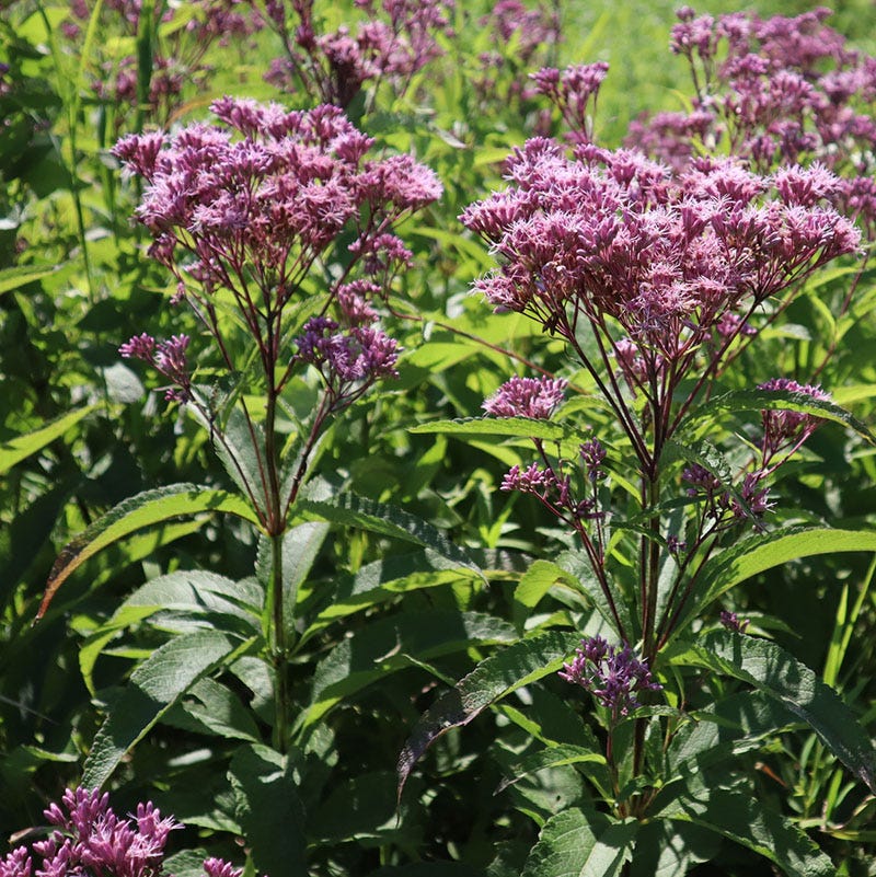 wildflower seeds partial shade Native Partial Shade Wildflower Seed Mix