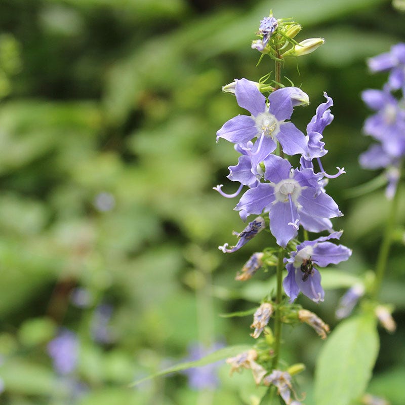 Native Partial Shade Wildflower Seed Mix