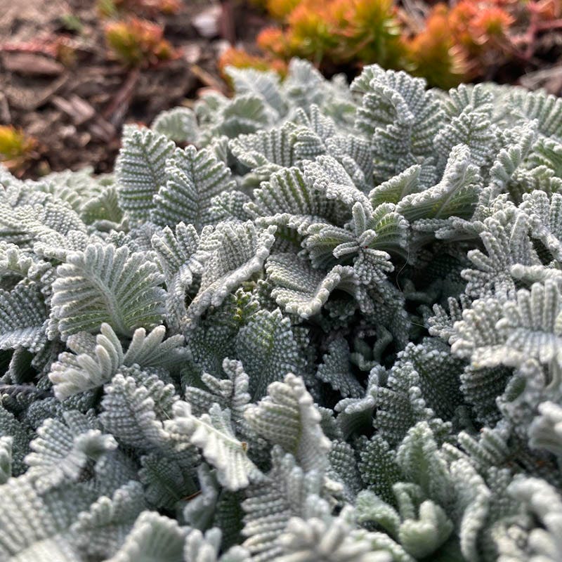 FireSmart Collection - Zone 1