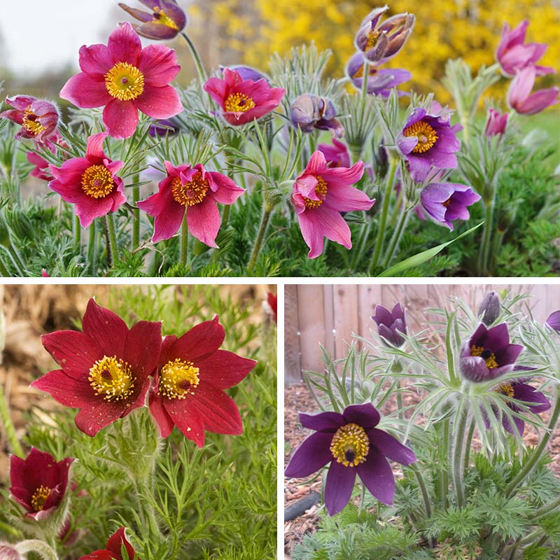 Pasque Flower Collection (Pulsatilla)