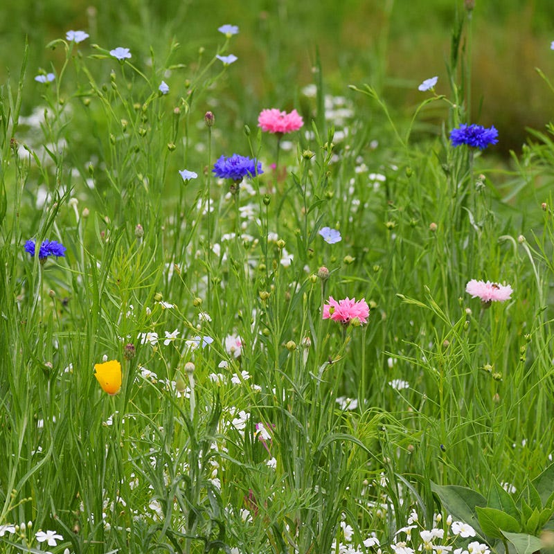 Partial Shade Wildflower Seed Mix