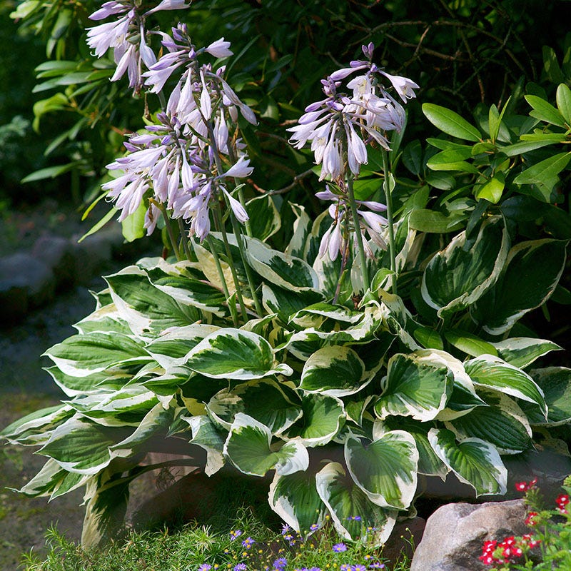 Patriot Hosta