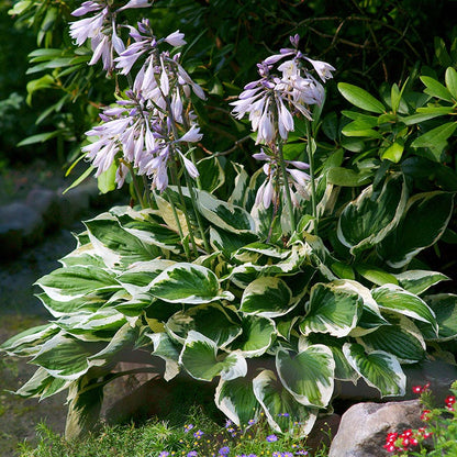 Patriot Hosta