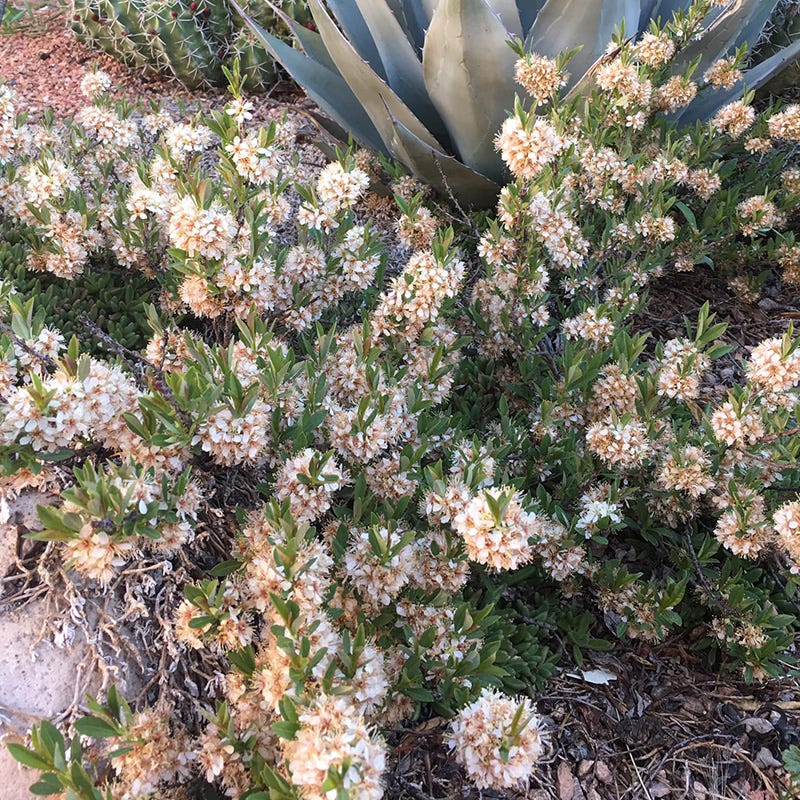 succulent cherry Pawnee Buttes Sand Cherry, Prunus besseyi