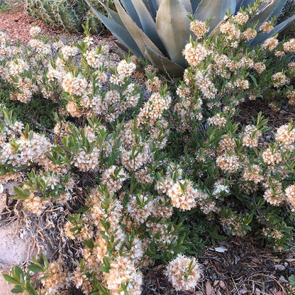 Pawnee Buttes® Sand Cherry (Prunus)