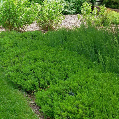 Canby's Mountain Lover (Paxistima)