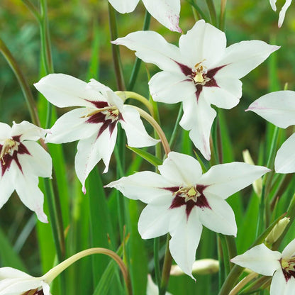 White Wedding Flower Bulb Collection