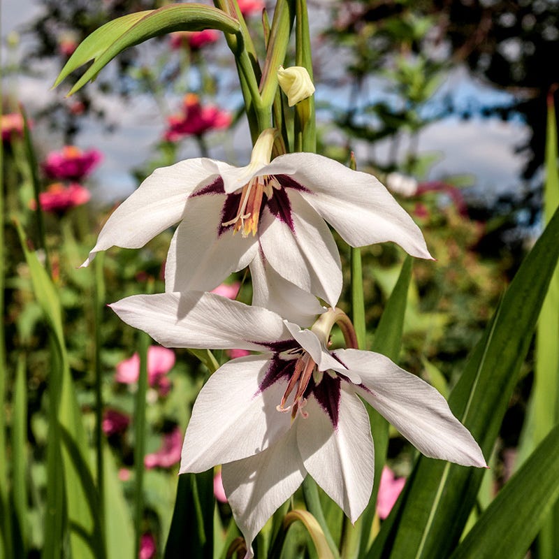 Peacock Orchid Gladiolus murielae - Thumbnail 3