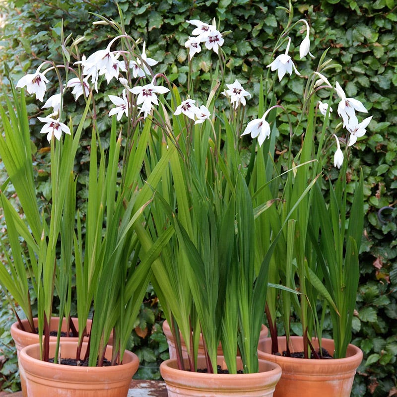 Peacock Orchid Gladiolus murielae - Thumbnail 4