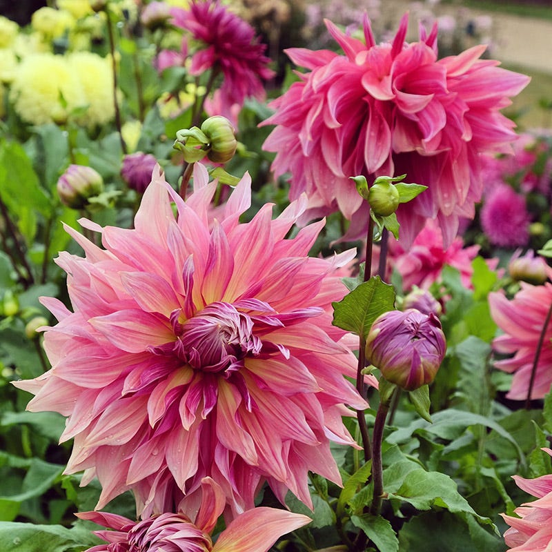 Penhill Dark Monarch Dinnerplate Dahlia