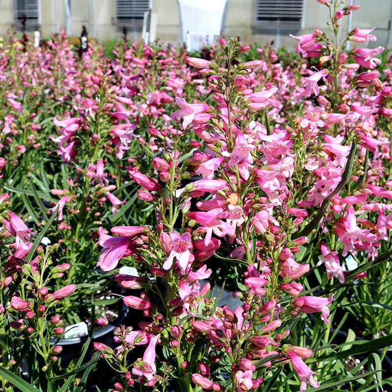 High Country Gardens Penstemon - Thumbnail 2
