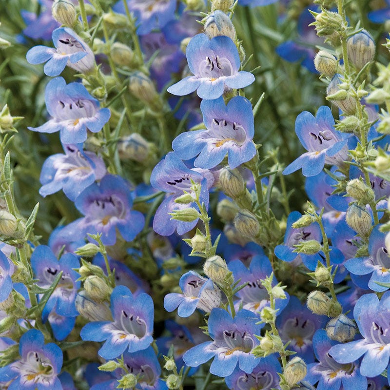 High Country Gardens Signature Collection