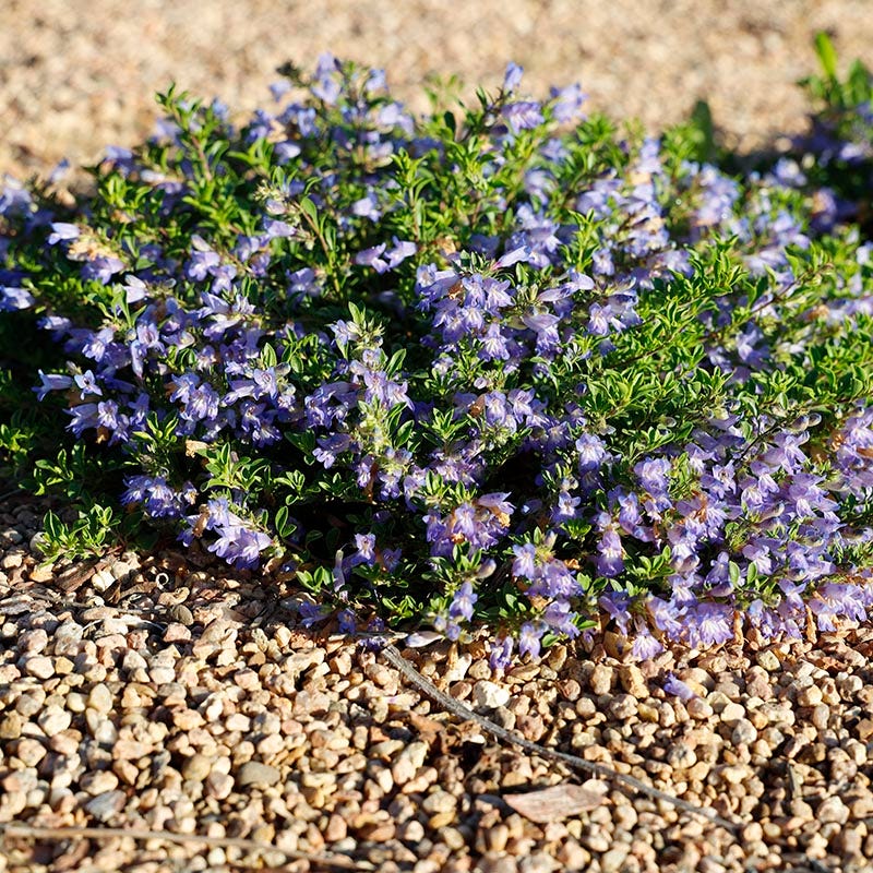 Waggon Wheel Bluemat Penstemon