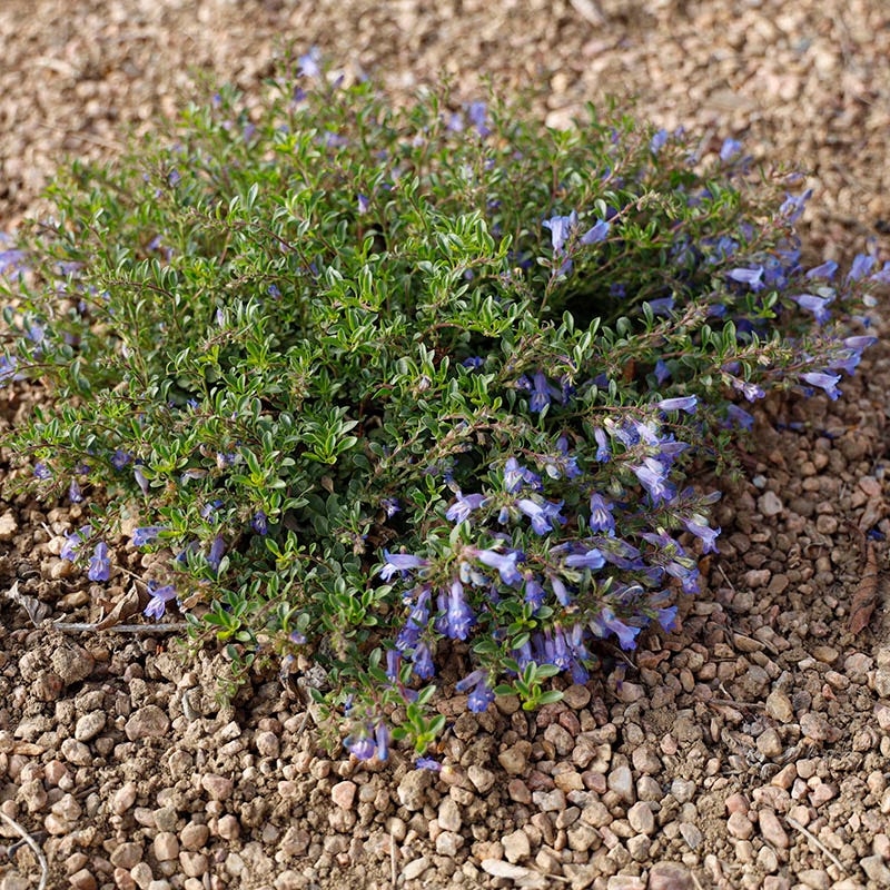 Waggon Wheel® Bluemat Penstemon