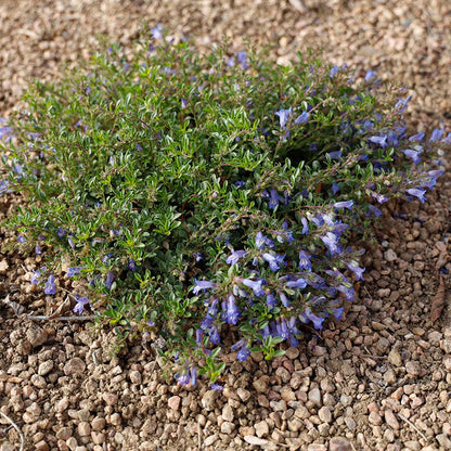 Waggon Wheel® Bluemat Penstemon