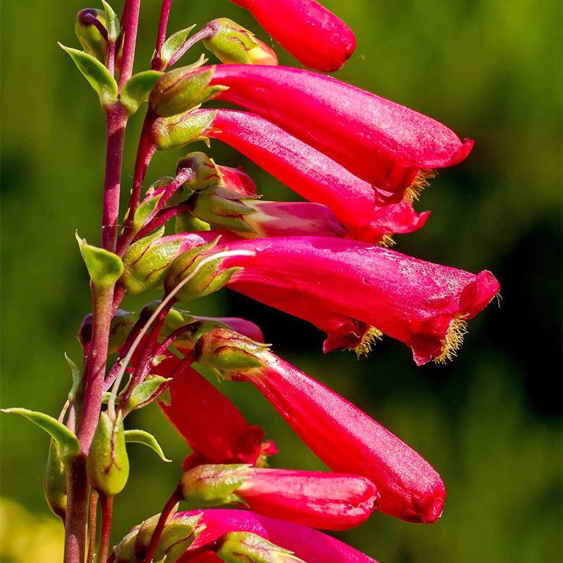 Cardinal Penstemon, Beardtongue | High Country Gardens