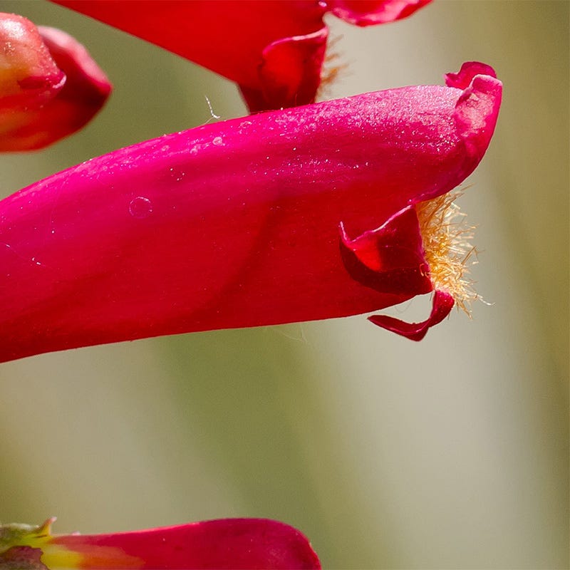 Cardinal Penstemon
