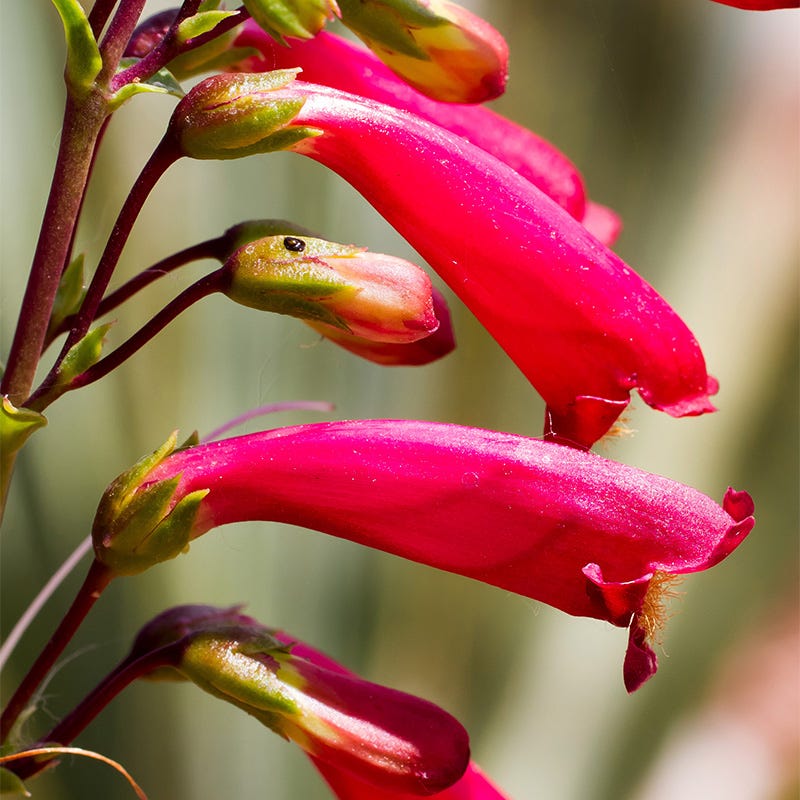 Cardinal Penstemon