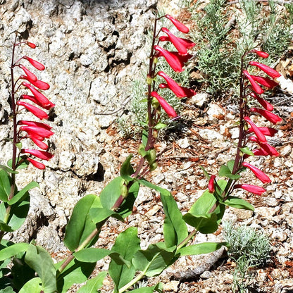 Cardinal Penstemon