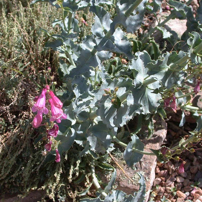 Sunset Crater Penstemon