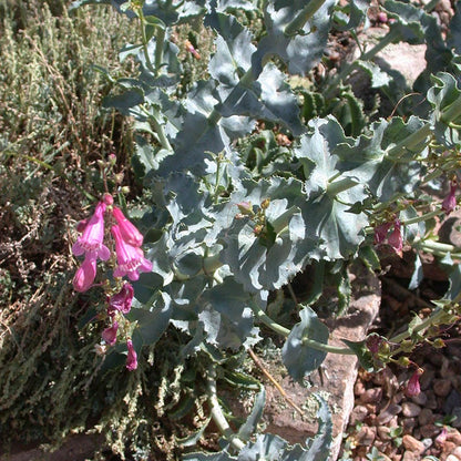 Sunset Crater Penstemon