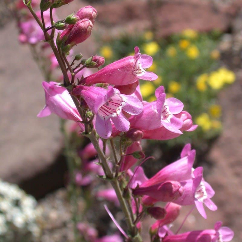 Sunset Crater Penstemon