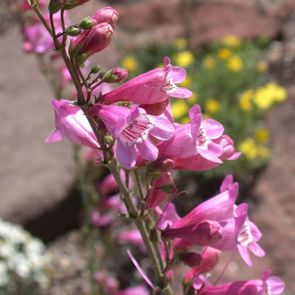 Sunset Crater Penstemon
