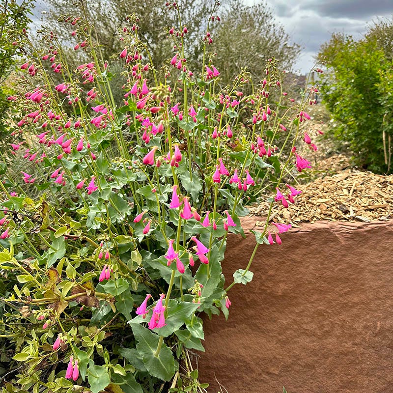 Penstemon Sunset Crater