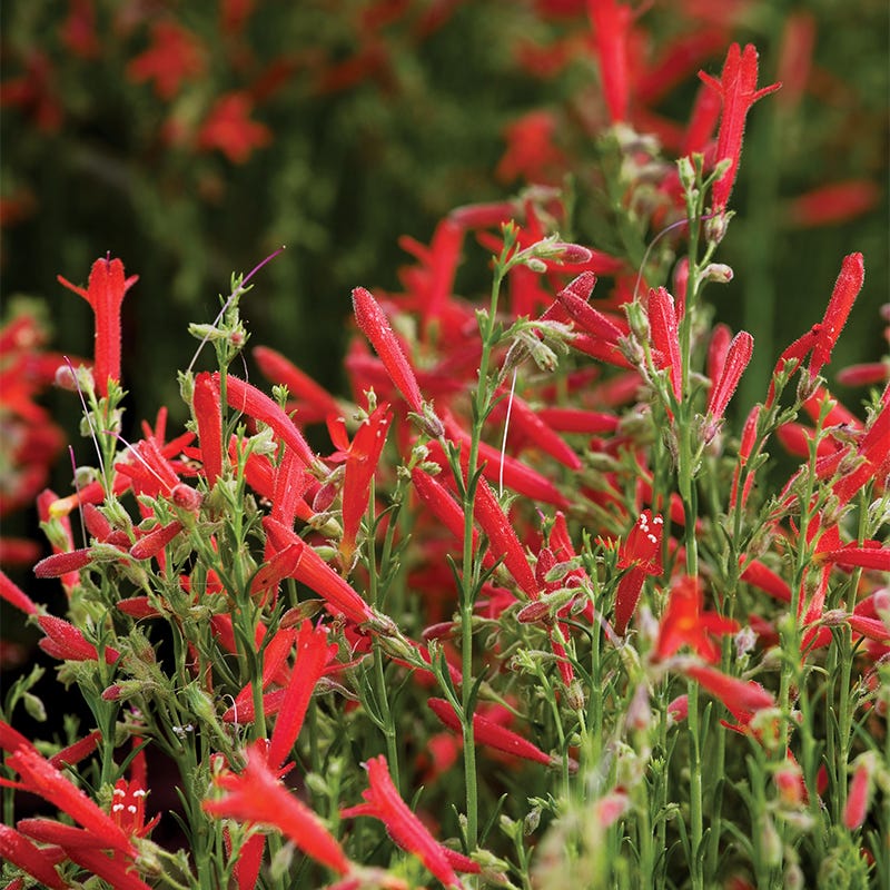 All Star Penstemon Collection