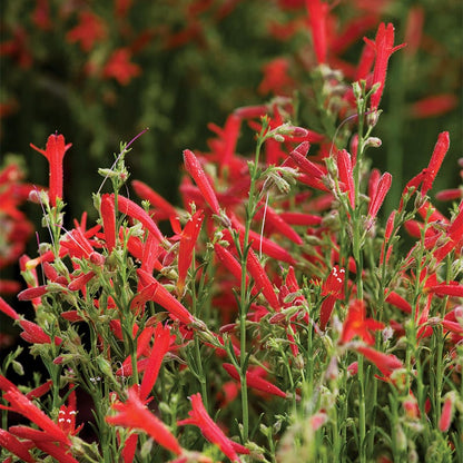 All Star Penstemon Collection