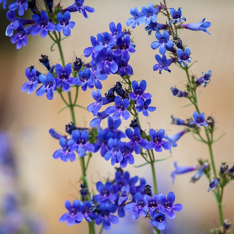 Grand Mesa Penstemon
