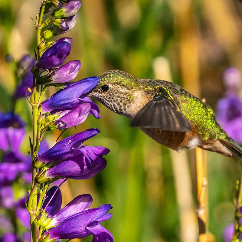 New Mexico Penstemon