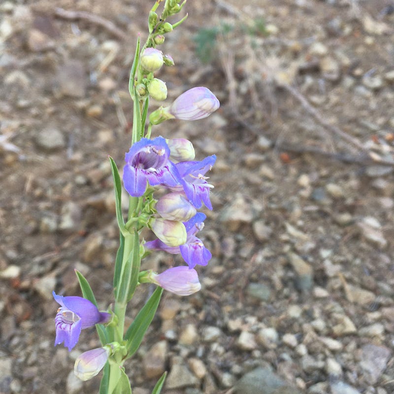 New Mexico Penstemon