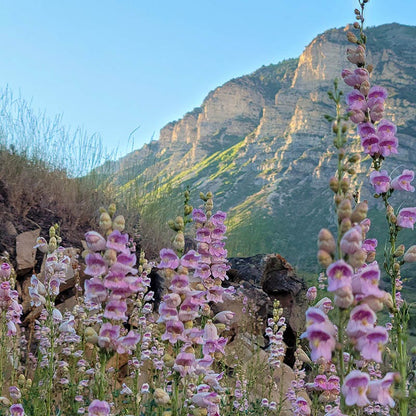 penstemon flower seeds Palmer's Penstemon Seeds