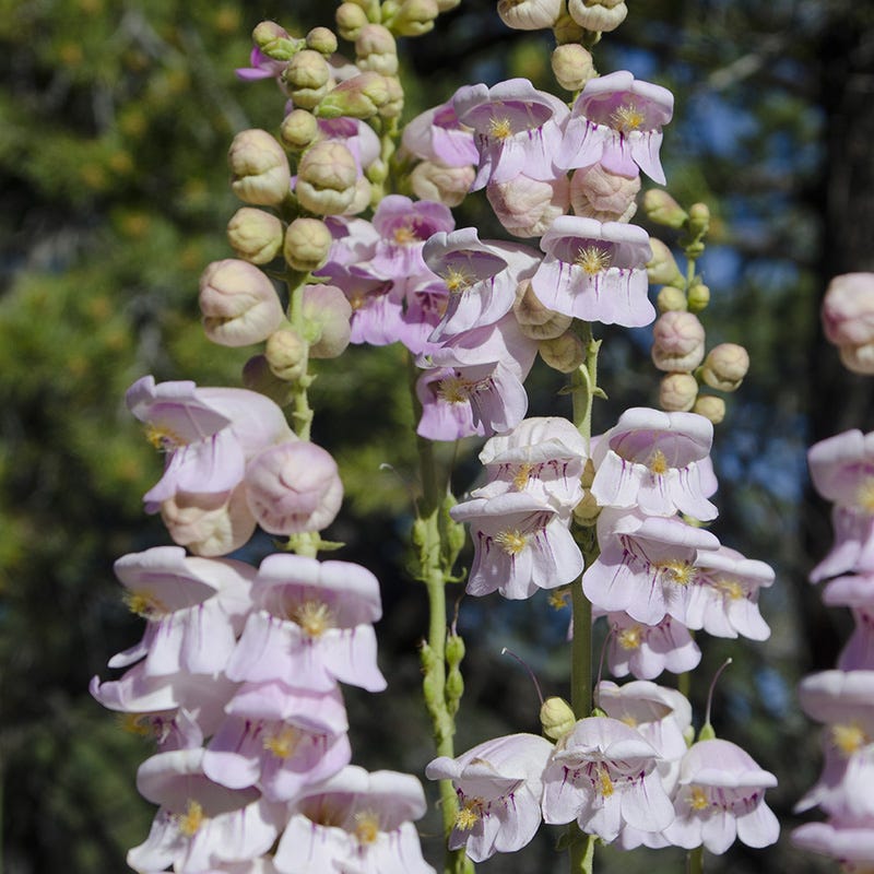 penstemon flower seeds Palmer's Penstemon Seeds