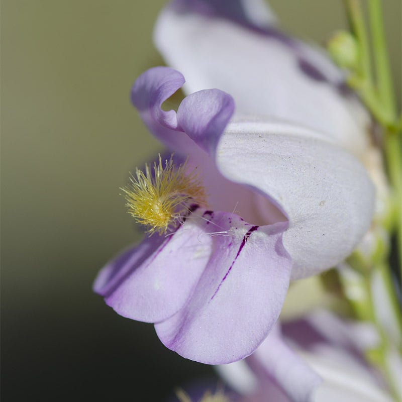 PENSTEMON, PALMER'S