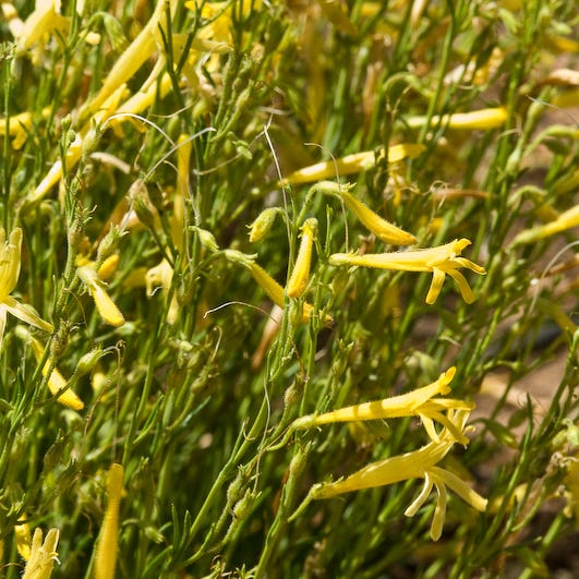 Yellow Pineleaf Penstemon