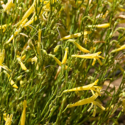 Yellow Pineleaf Penstemon