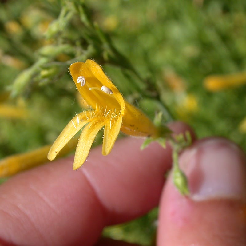 Yellow Pineleaf Penstemon