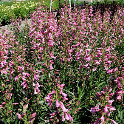 Pristine™ Pink Penstemon