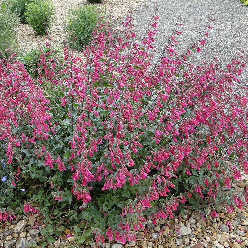 Desert Penstemon Seeds