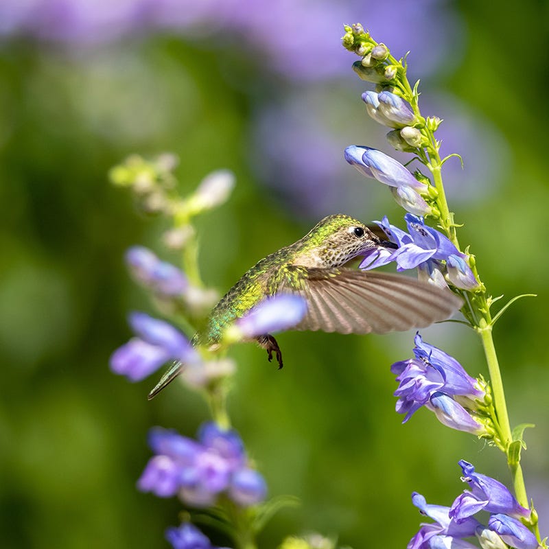 Rocky Mountain Penstemon