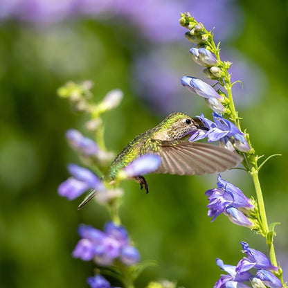 Rocky Mountain Penstemon