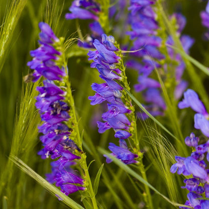 All Star Penstemon Collection